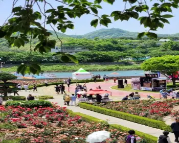 삼척 장미축제_6