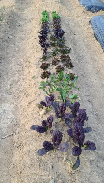 텃밭 가꾸기 모종 선택 파종 시기 물주기 비료 초보 가이드_11