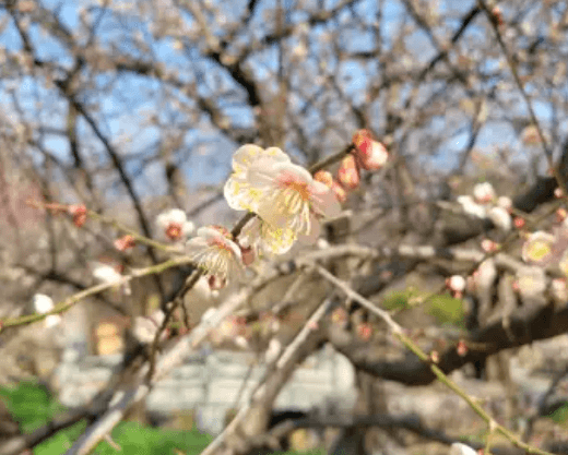 2024 양산 원동 순매원 매화축제 기간 및 장소 기차 셔틀버스 알아보기