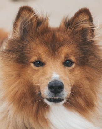 강아지 나오는 꿈 해몽, 상징적 의미와 상황별 해석(+태몽 확인)