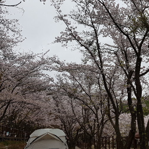 벚꽃 아래 텐트