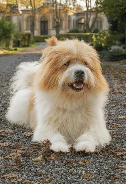 동양의 전통문화 속 동물 텔레파시 기록