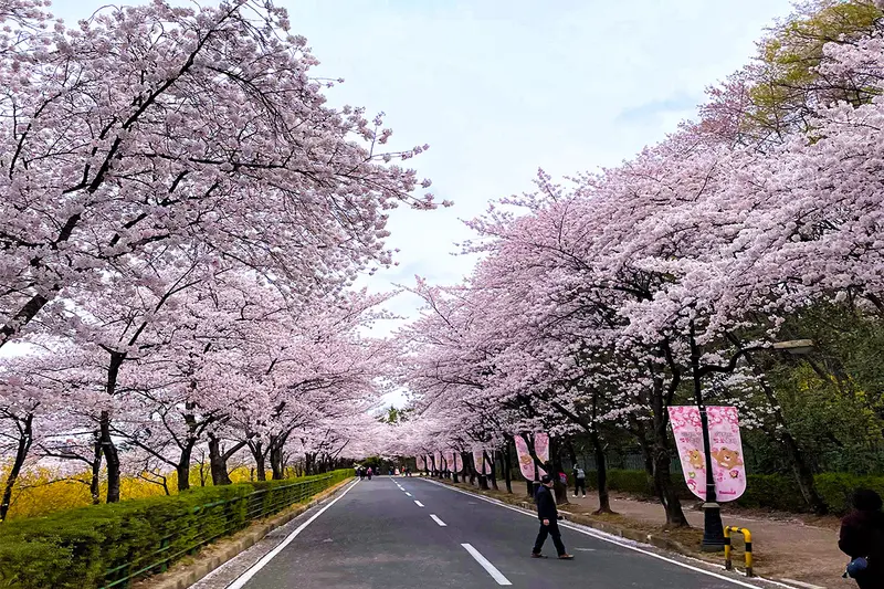 2025 대한민국 벚꽃 개화 시기 총정리! 지역별 명소 & 축제 일정