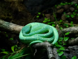 2025년 무슨띠 무슨해? 2025 삼재띠는? 삼재 극복하는 방법은?