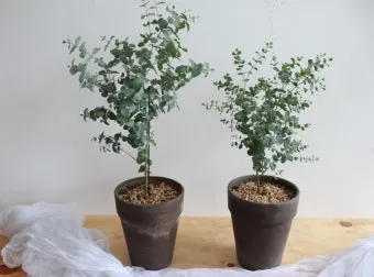 유칼립투스 물주기 향기유지 가지치기 환기관리 실내에서 키우는 요령_13