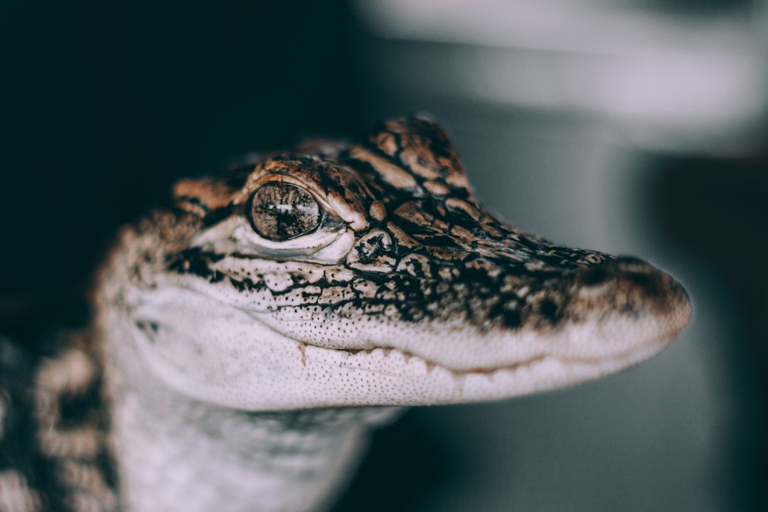 Alligator