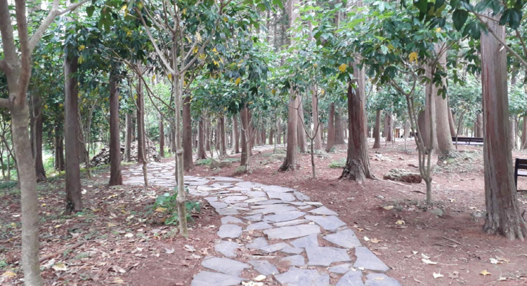 장흥 우드랜드 편백숲