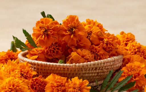 시니어 루테인 효과 5가지, 의사도 권하는 눈 영양제는?