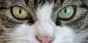 고양이 주요 눈 질환 7가지 증상 원인 치료법_3