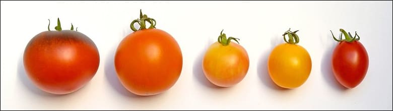 5가지 토마토 품종
