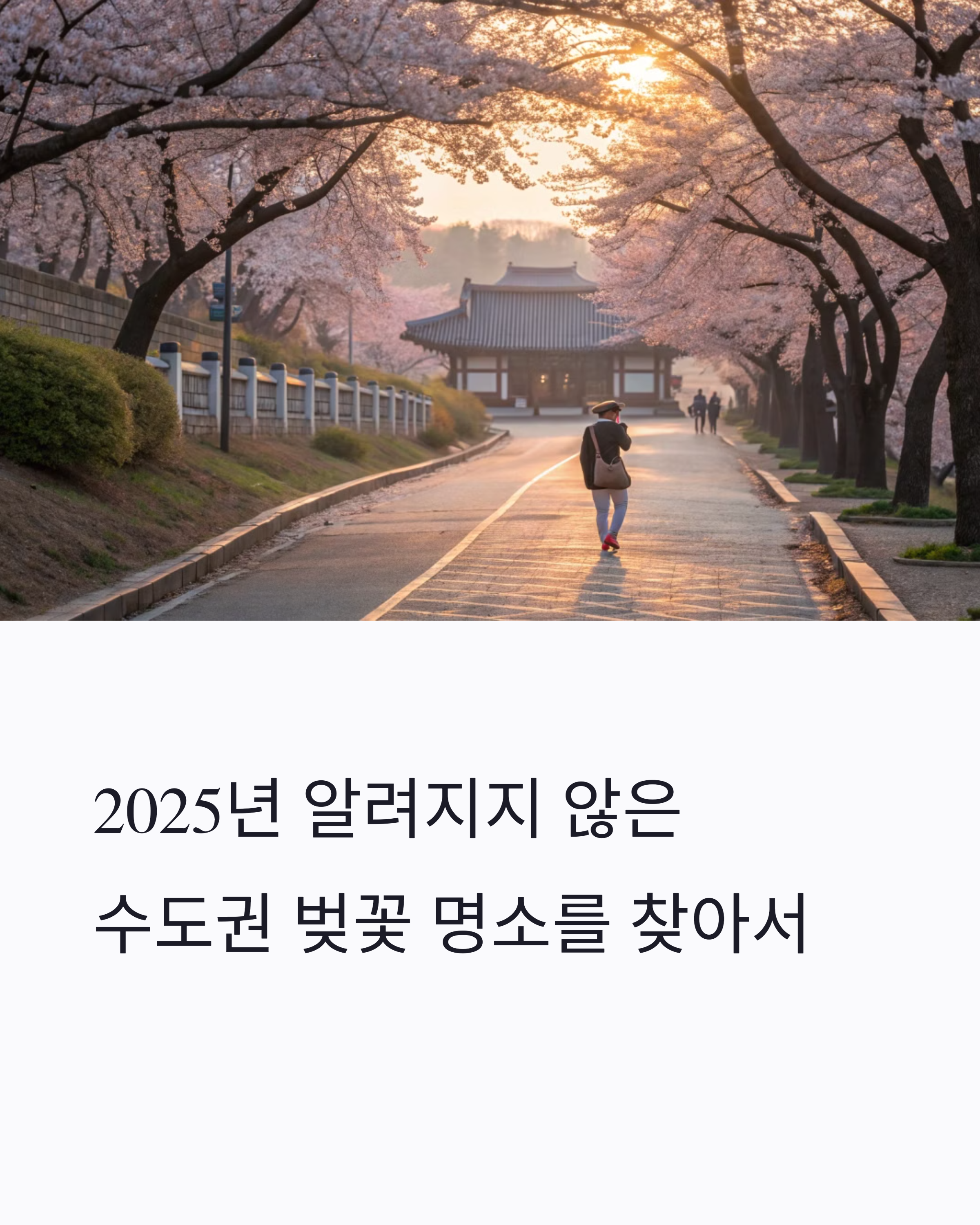 수도권 벚꽃 명소 관련 사진