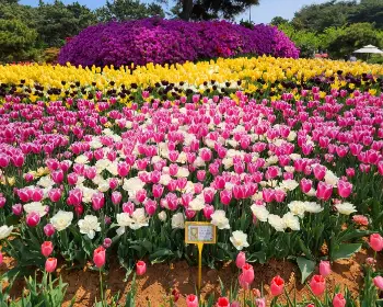 태안 튤립축제_21