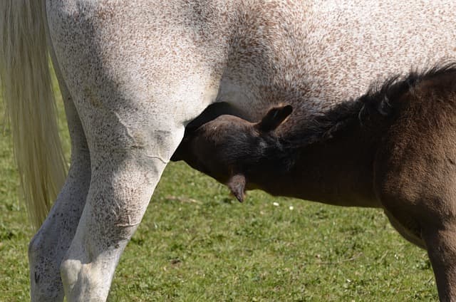 10년 후 배양육 시장: 미래 경제를 예측하다