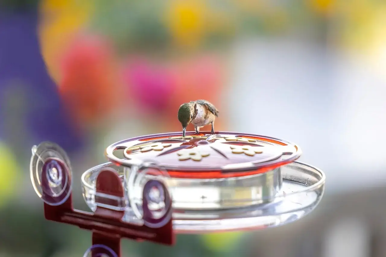 빈 유리병을 업사이클한 제로웨이스트 반려동물 용품 자동 급식기