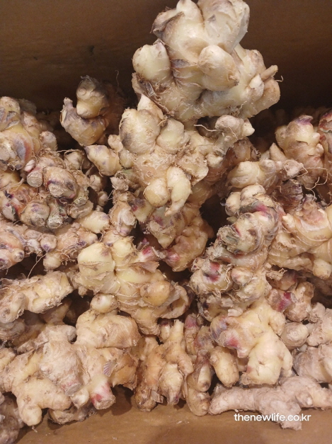 생강 효능을 높이기 위한 수확한 생강의 실물 사진