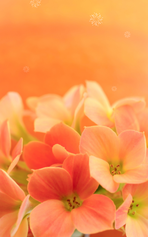 카톡 배경화면 사진 이미지