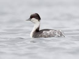 후닌 논병아리의 소리 인식 범위와 포식자 조기 감지 능력
