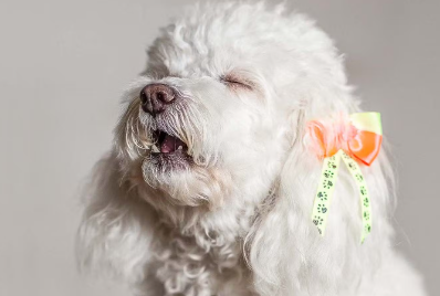 기침하는 강아지