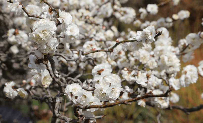 봄의 시작을 알리는 천리포 수목원 목련축제!!!!