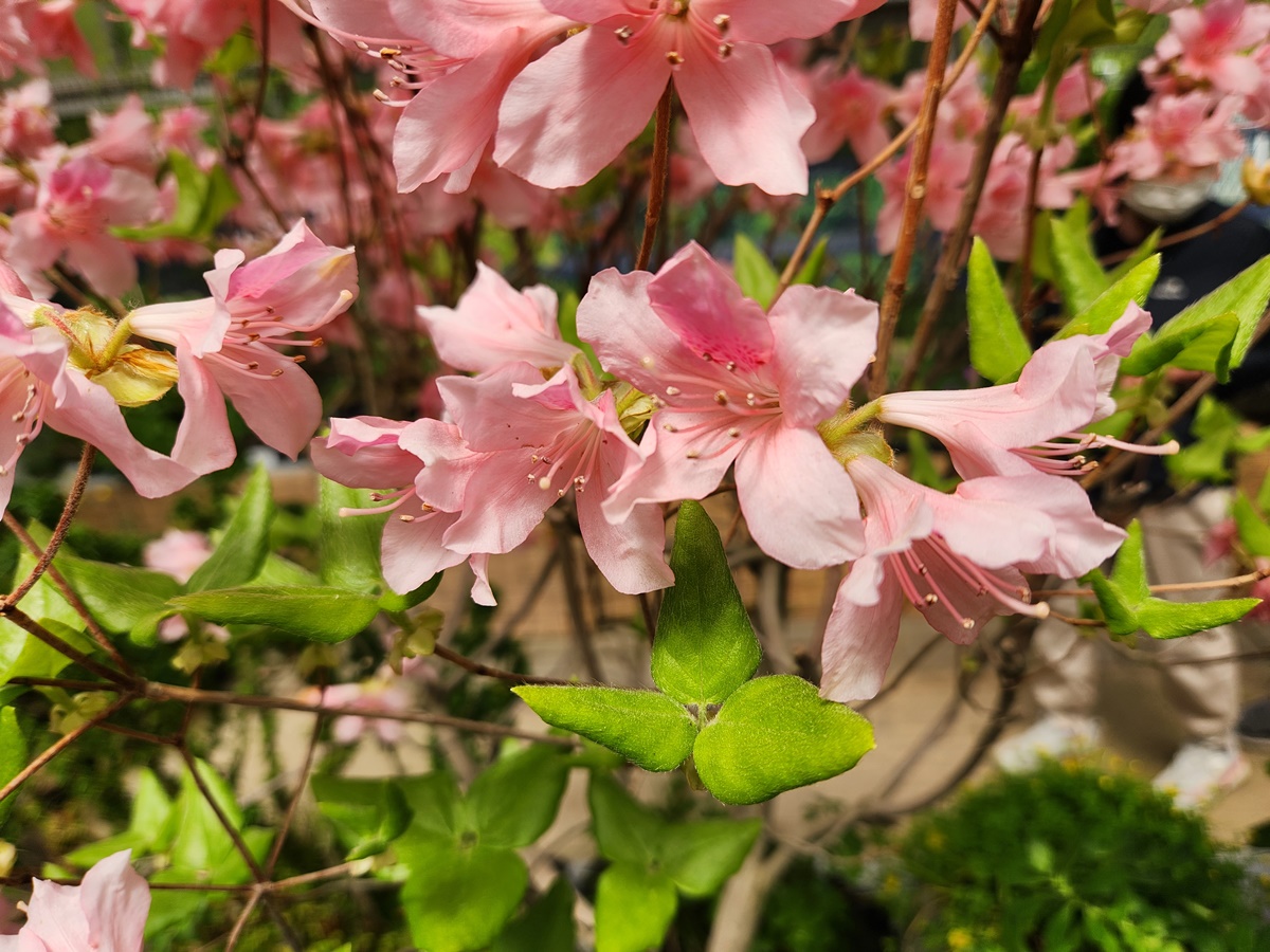 한라산참꽃나무