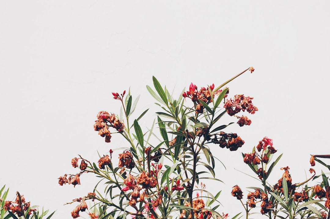 Simplicity.