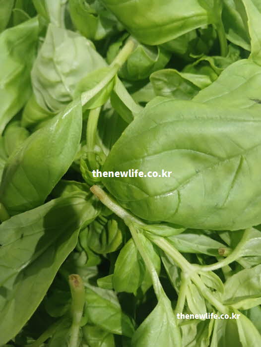바질 효능 뼈 건강 비타민 K 칼슘