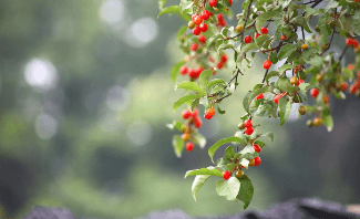 보리수 열매 먹는법, 효능, 수확시기 및 부작용