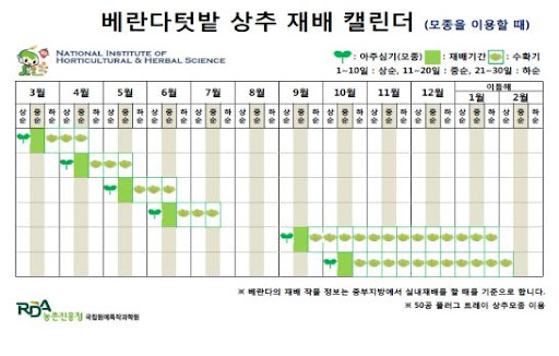 봄 상추 씨앗 심는 시기