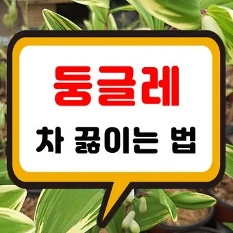 둥글레차 효과 건강에 좋은 차 효능 정리_29