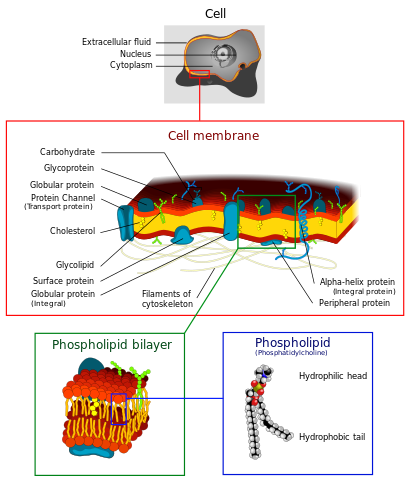 cell membrane