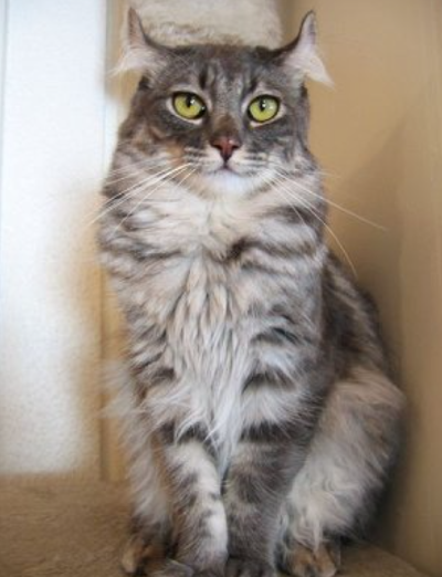 아메리칸 컬 고양이