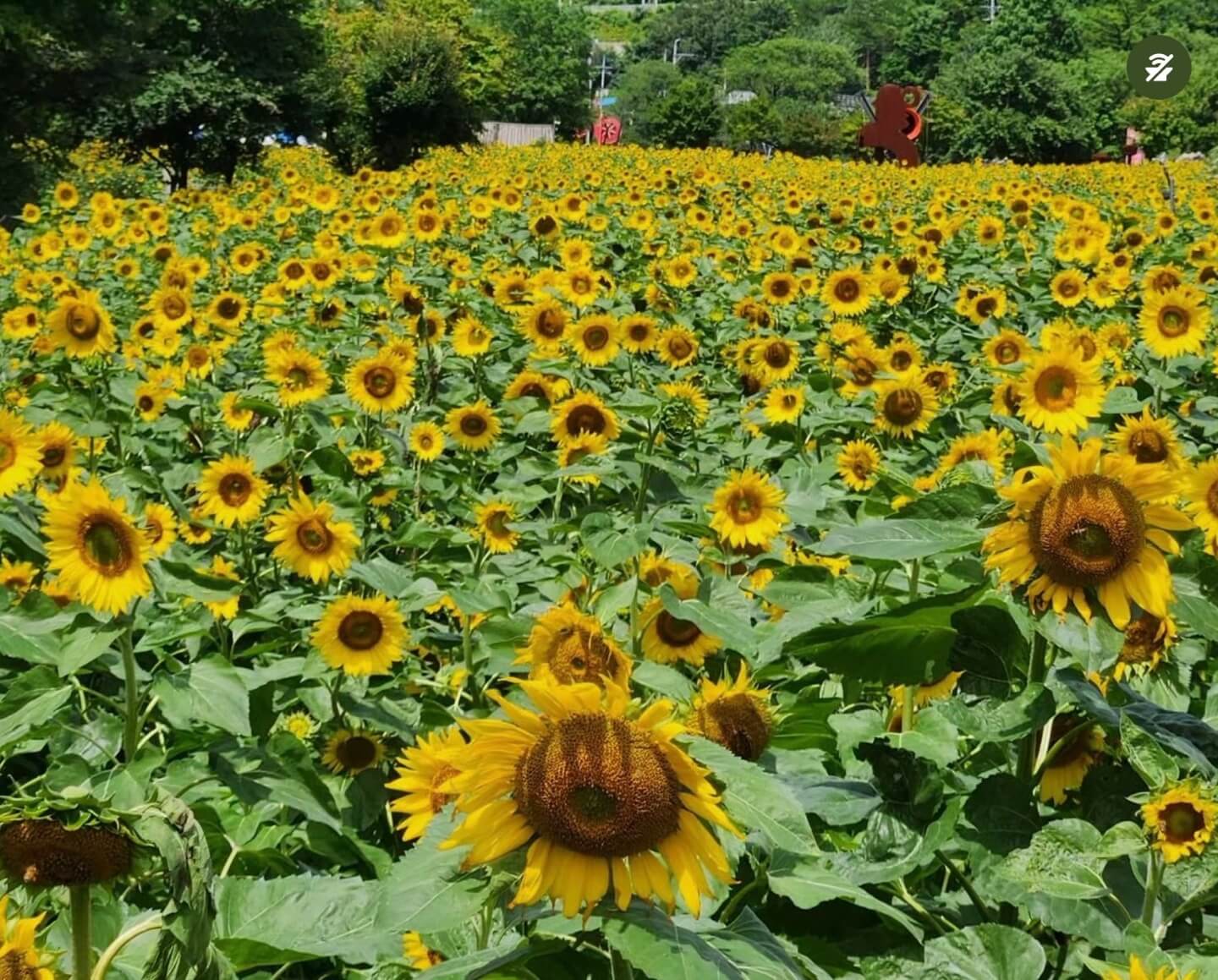 태백 해바라기축제