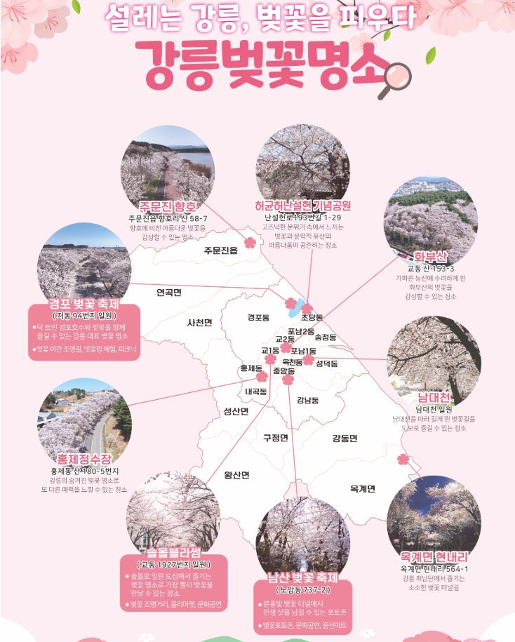 강릉 벚꽃지도