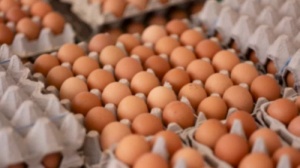 계란(달걀) 효능과 부작용