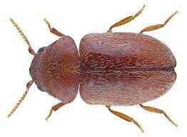 날개가 퇴하하여 날지못한다.