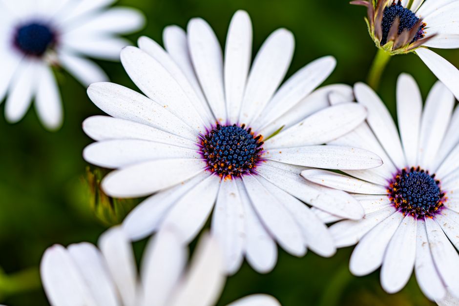 Vibrant and detailed close-up of white daisies showcasing their beautiful purple centers.