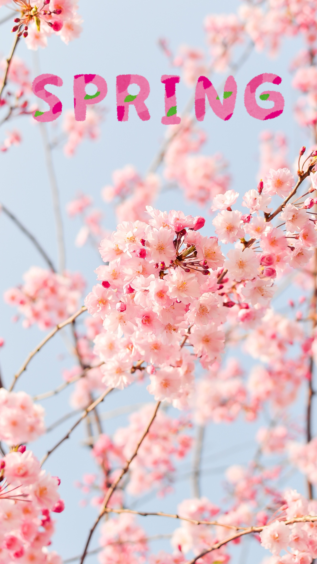 스마트폰 봄 계절 꽃 배경화면 사진 이미지 모음