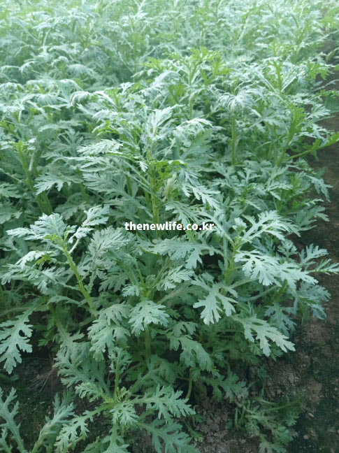 국화과 제철 채소 쑥갓의 특징적인 잎 모양과 따뜻한 성질