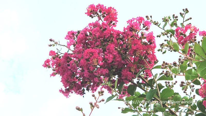 배롱나무꽃,백일홍,여름꽃,간지름나무,목백일홍