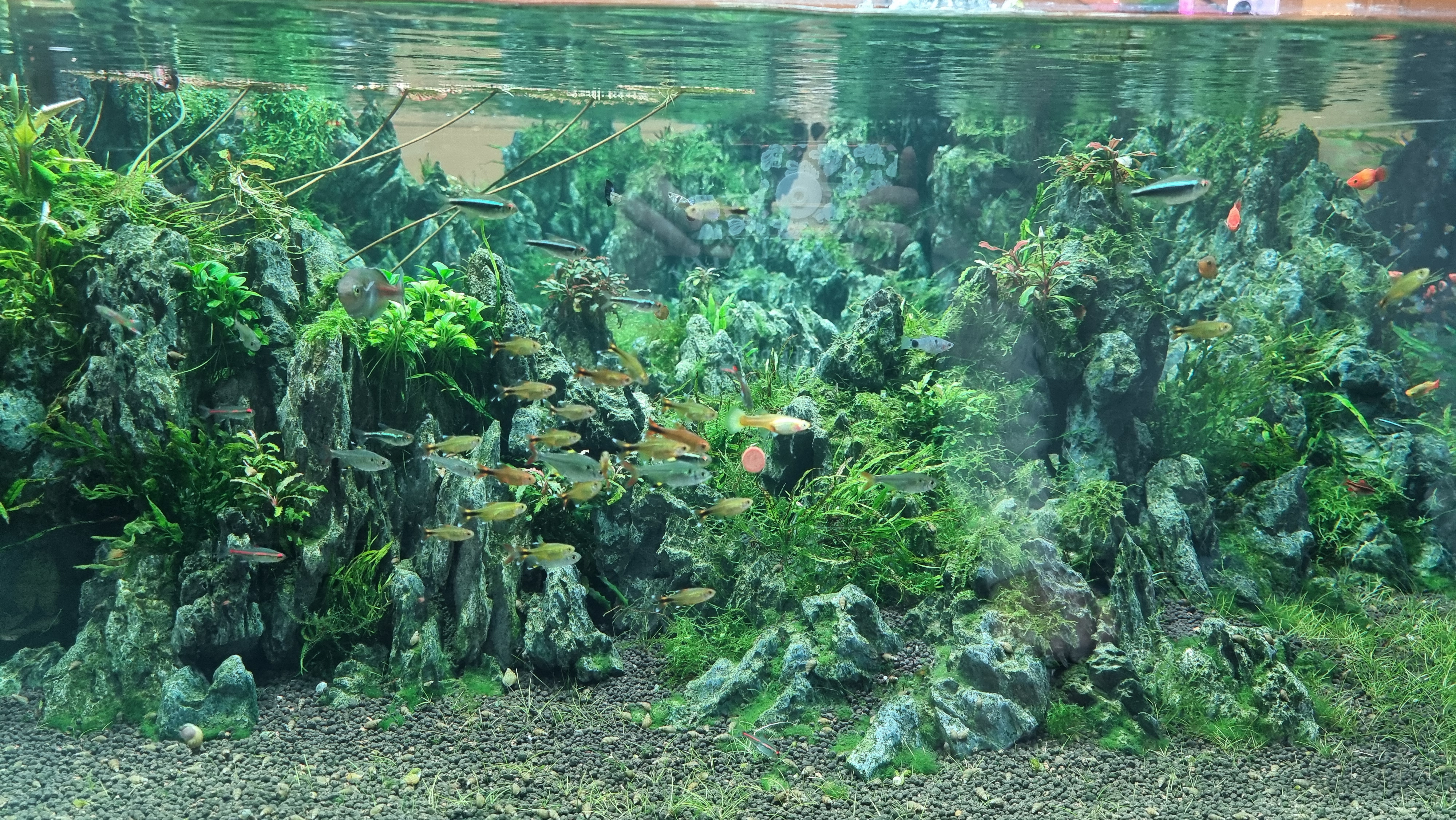 아쿠아가든카페 디자인된 수조