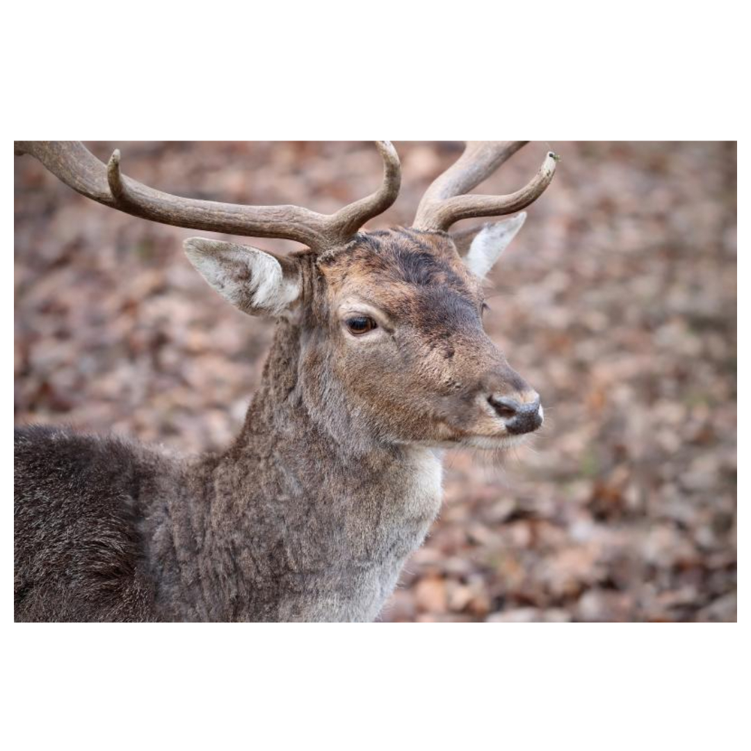 녹용 효능과 관련된 사진입니다.