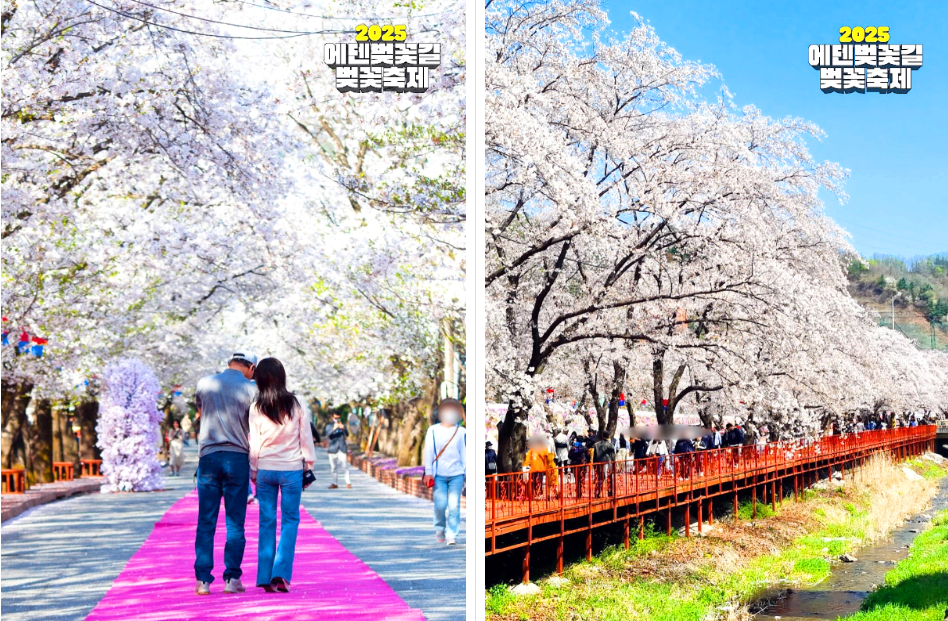 에덴벚꽃길 벚꽃축제