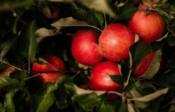 사과&amp;#44;파인애플/출처:어도비스톡