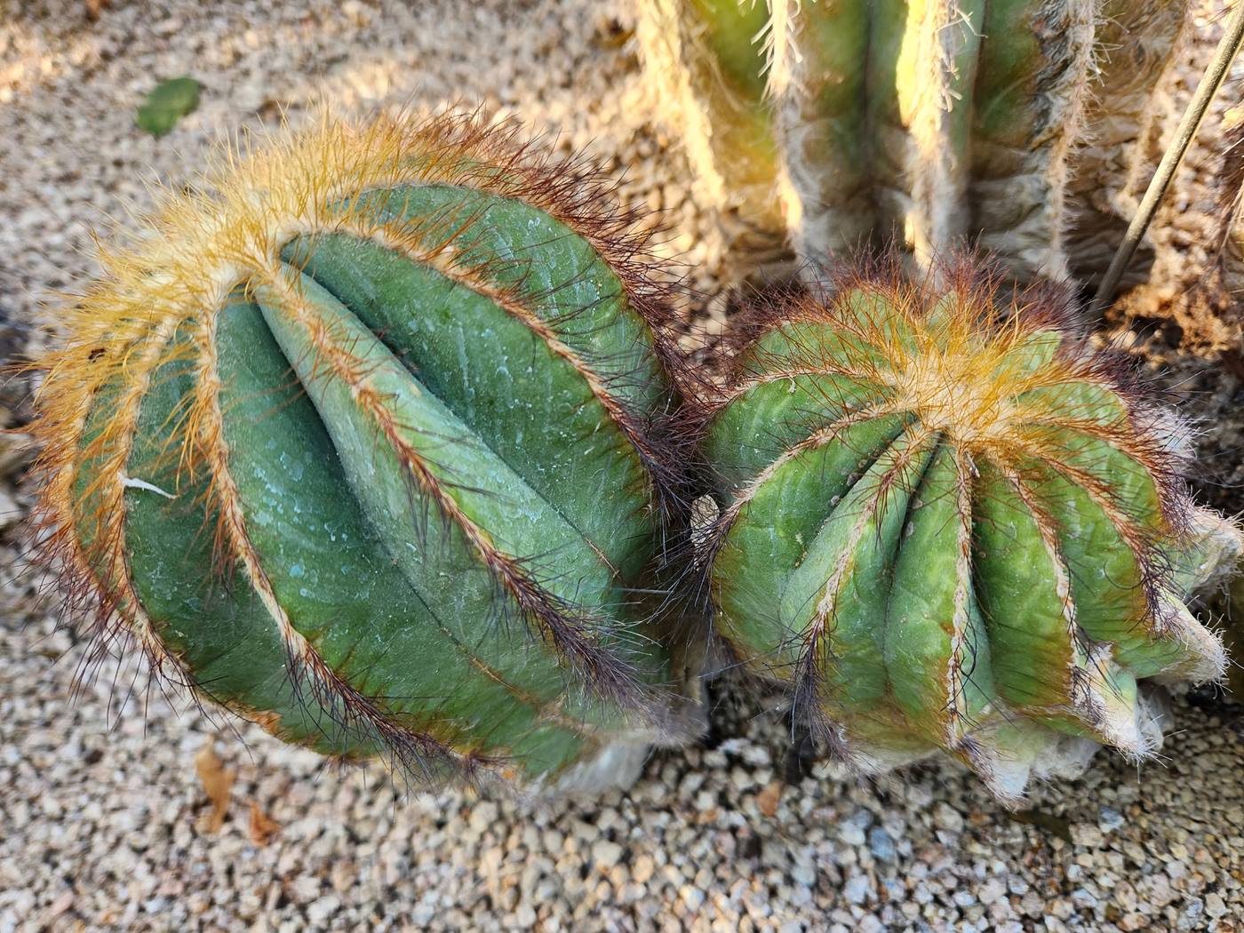 파로디아 마그니피카(수박선인장)