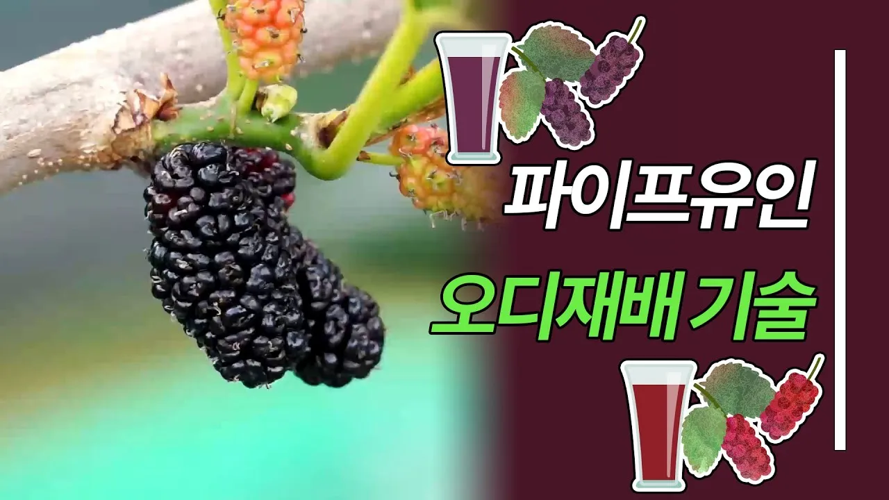 오디 재배 뽕나무 전정 수확 시기 저장 요령_1