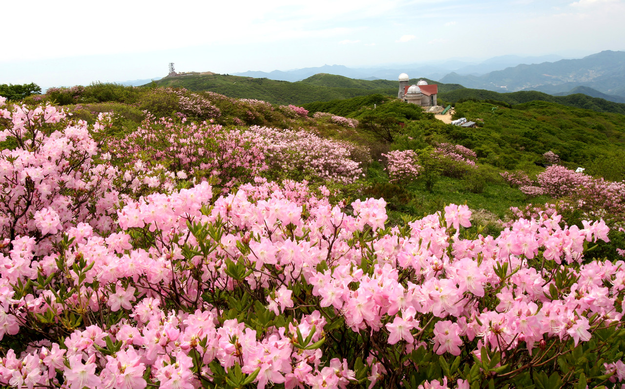소백산 등산코스 - 철쭉과 야생화따라 걷는 봄꽃 산행🌸