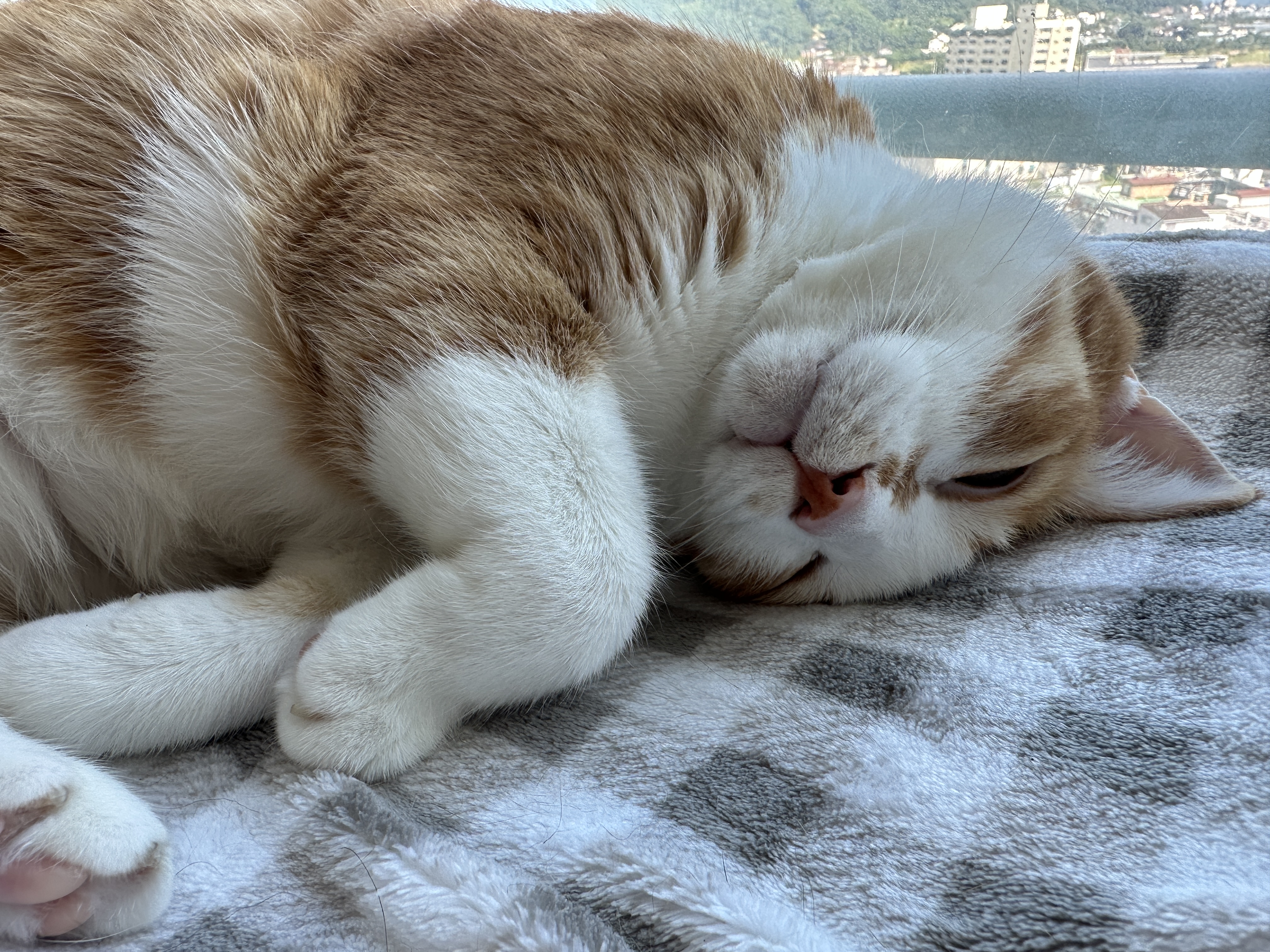 귀엽고_사랑스러운_고양이_호야