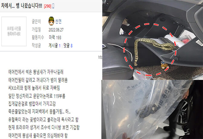 차량에서 뱀이 나온 보배인 (+유혈목이)