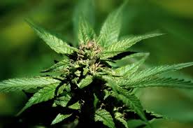 대마종자유 효능 10가지