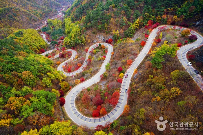 보발재단풍